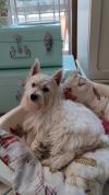 Immagine Westie