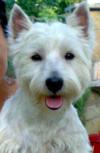 Westie