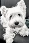 Immagine Westie