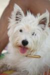 Westie