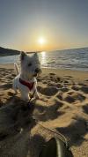 Immagine Westie