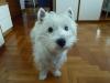 Westie