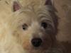 Immagine Westie
