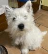 Immagine Westie