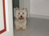 Immagine Westie