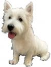 Immagine Westie