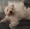 Immagine Westie