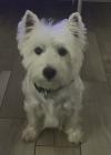 Immagine Westie