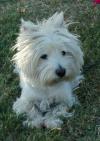 Westie