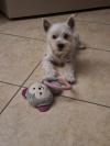 Immagine Westie
