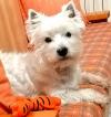 Westie