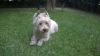 Immagine Westie