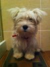 Immagine Westie