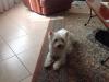 Immagine Westie