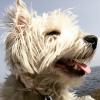 Immagine Westie