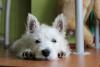 Immagine Westie