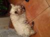 Immagine Westie