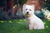 Immagine Westie