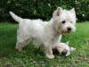 Immagine Westie