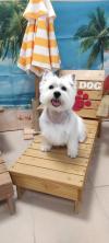 Immagine Westie