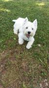 Immagine Westie