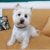 Immagine Westie
