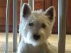 Immagine Westie