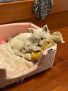 Immagine Westie