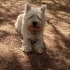 Immagine Westie