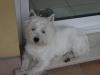 Immagine Westie