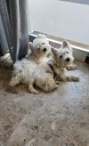 Immagine Westie