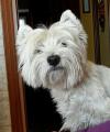 Westie