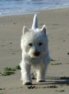 Westie