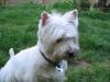 Westie