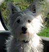 Westie