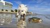Immagine Westie