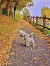 Immagine Westie