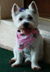 Immagine Westie