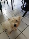 Immagine Westie