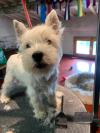 Immagine Westie