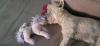 Immagine Westie