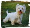 Immagine Westie