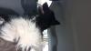 Immagine Westie