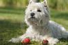 Immagine Westie