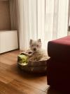 Immagine Westie