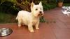 Westie