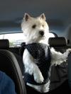 Status Westie