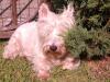 Immagine Westie