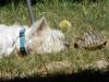 Immagine Westie