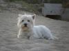 Westie